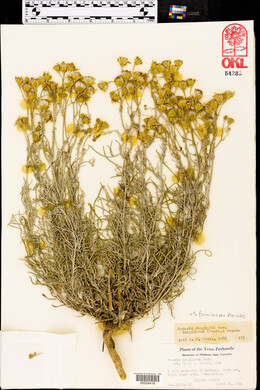 Senecio flaccidus image