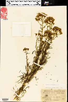 Senecio riddellii image