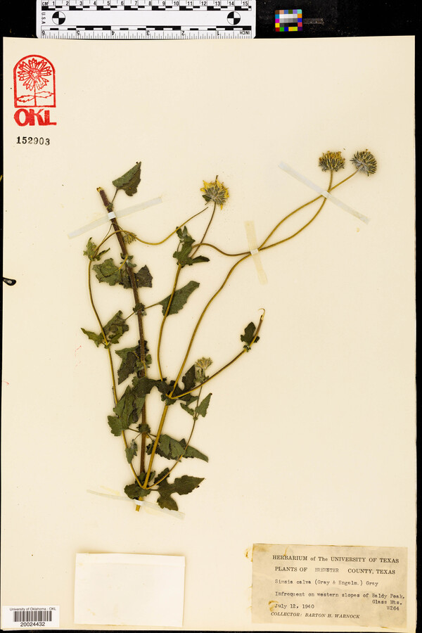 Simsia calva image
