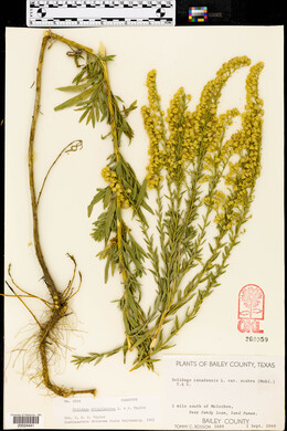 Solidago canadensis var. scabra image