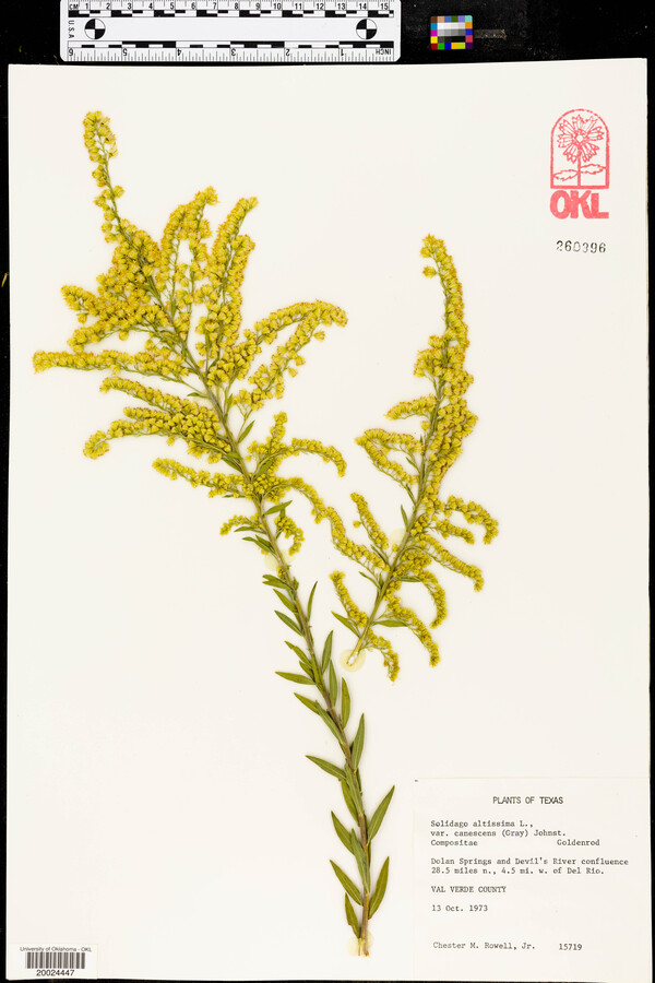 Solidago juliae image