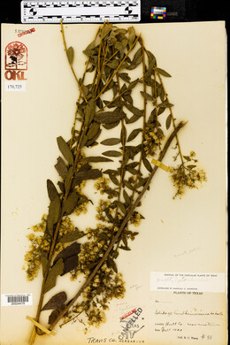 Solidago petiolaris image