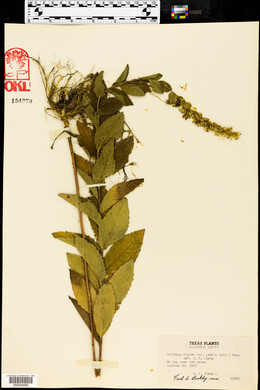 Solidago rugosa var. aspera image