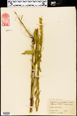 Solidago boottii image