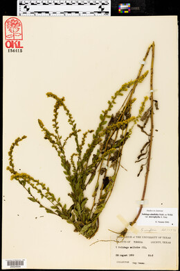 Solidago ulmifolia var. microphylla image