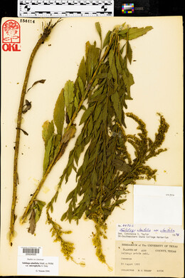 Solidago ulmifolia var. microphylla image