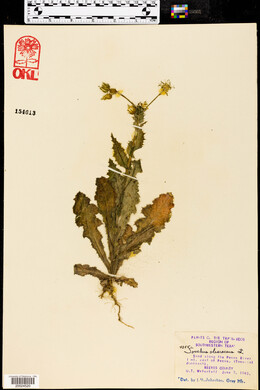 Sonchus oleraceus image