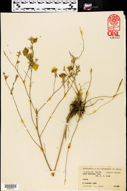 Symphyotrichum sericeum image