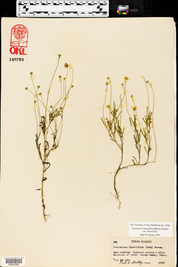 Tetraneuris linearifolia image