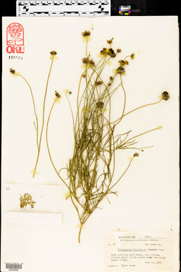 Thelesperma filifolium image