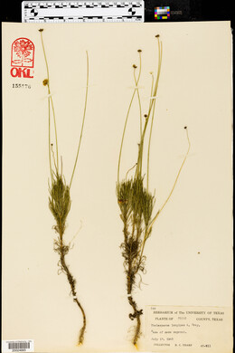 Thelesperma longipes image