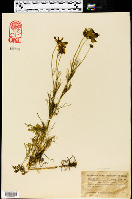 Thelesperma trifidum image