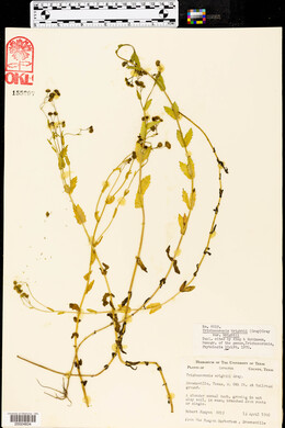 Trichocoronis wrightii var. wrightii image