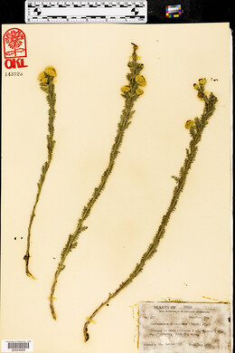 Xanthisma spinulosum image