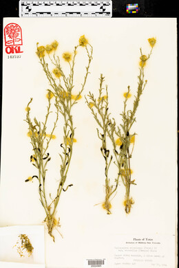 Machaeranthera pinnatifida var. scabrella image