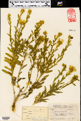 Xanthisma texanum image