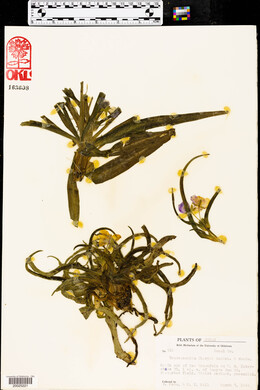 Tradescantia tharpii image