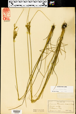 Juncus interior image