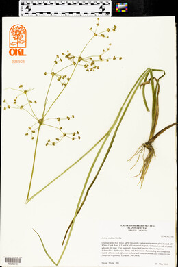 Juncus nodatus image