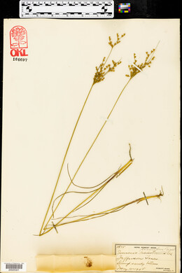 Juncus secundus image