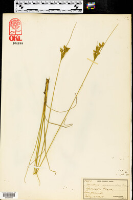 Juncus secundus image