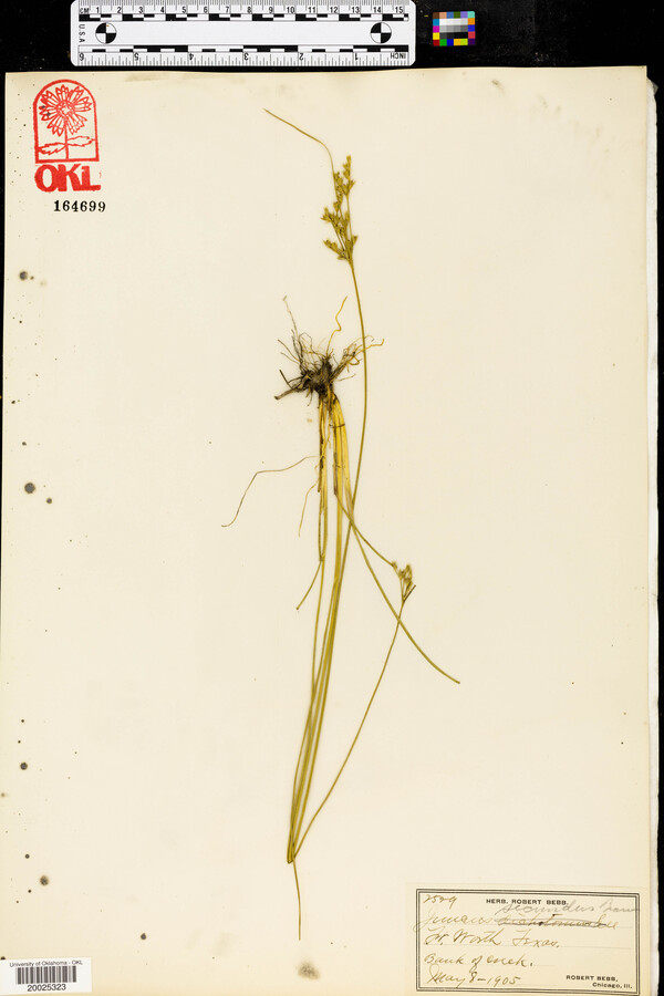 Juncus secundus image