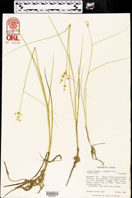 Juncus tenageia image