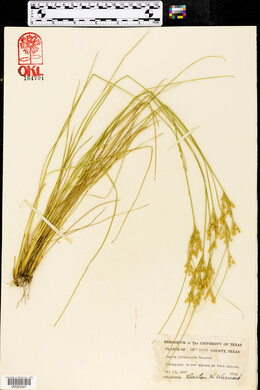 Juncus interior var. arizonicus image