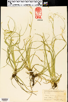 Carex cherokeensis image