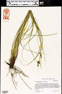 Carex complanata image