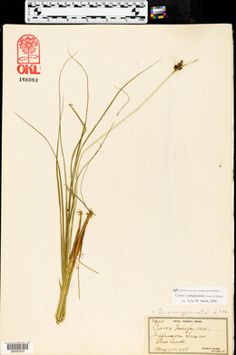 Carex complanata image