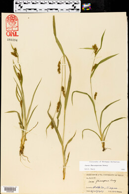 Carex flaccosperma image