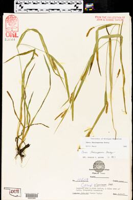 Carex flaccosperma image