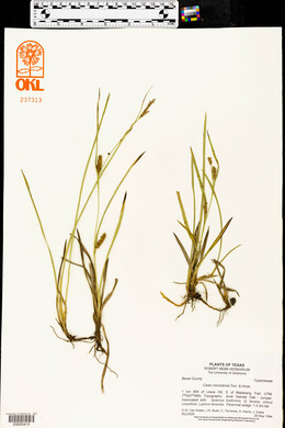 Carex microdonta image