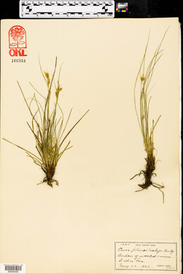 Carex planostachys image