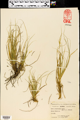 Carex planostachys image