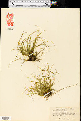 Carex planostachys image