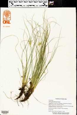 Carex planostachys image