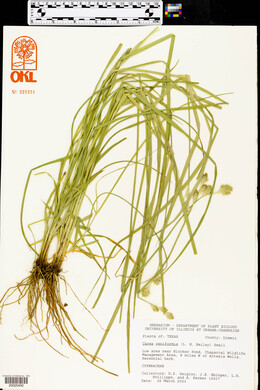 Carex reniformis image