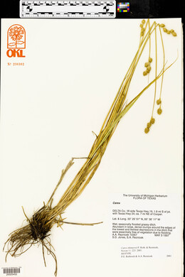 Carex shinnersii image