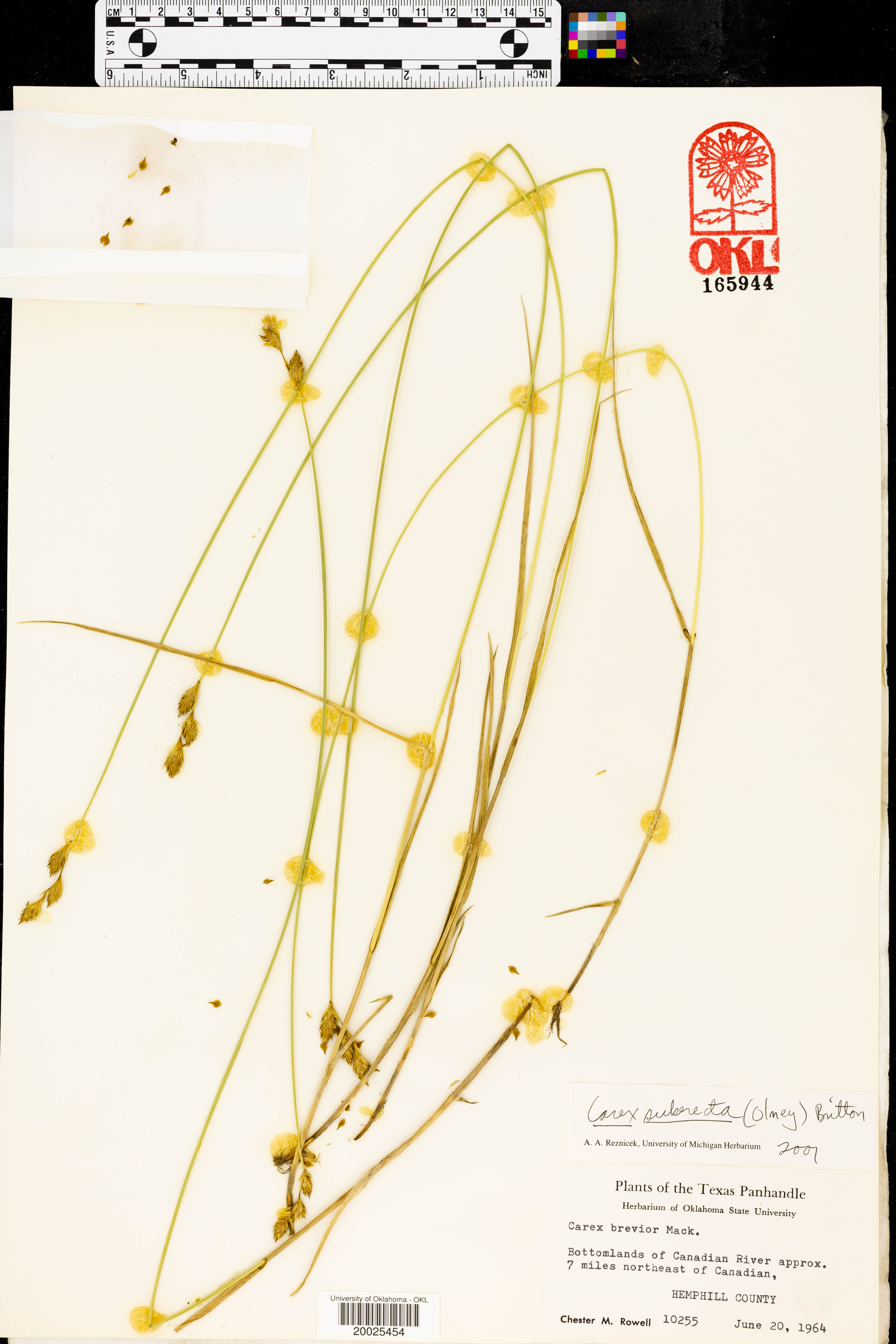 Carex ×subrecta