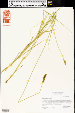 Carex triangularis image