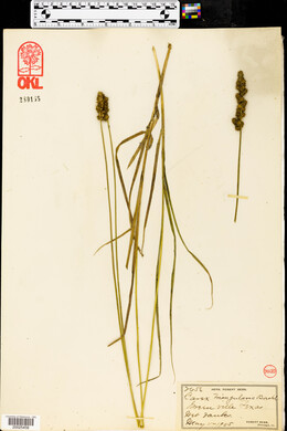 Carex triangularis image