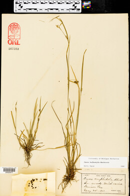 Carex bulbostylis image