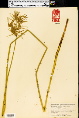 Cyperus articulatus image