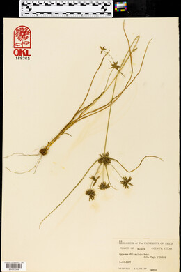 Cyperus filiculmis image