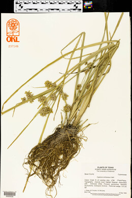 Cyperus ochraceus image