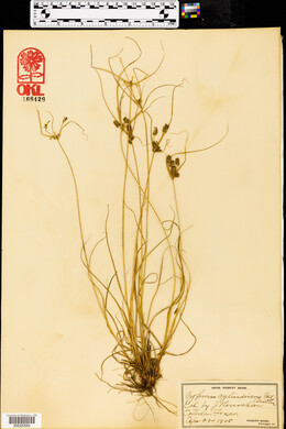 Cyperus cylindricus image