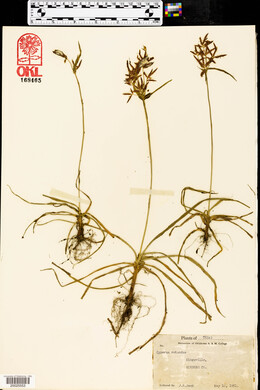 Cyperus rotundus image