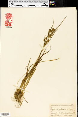 Cyperus retrorsus image